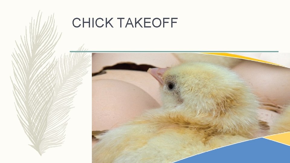 CHICK TAKEOFF 