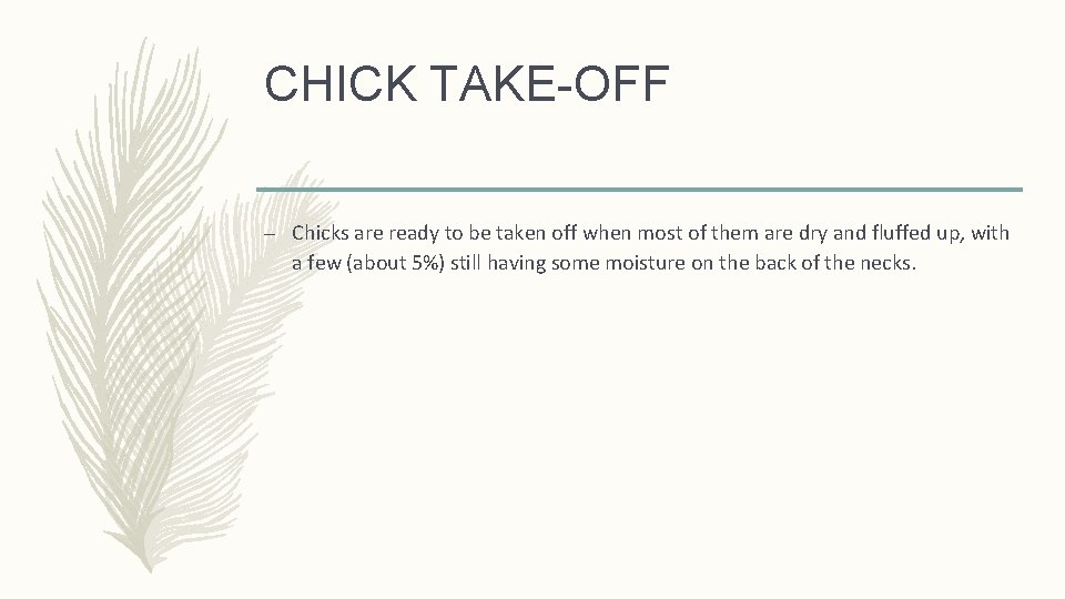 CHICK TAKE-OFF – Chicks are ready to be taken off when most of them