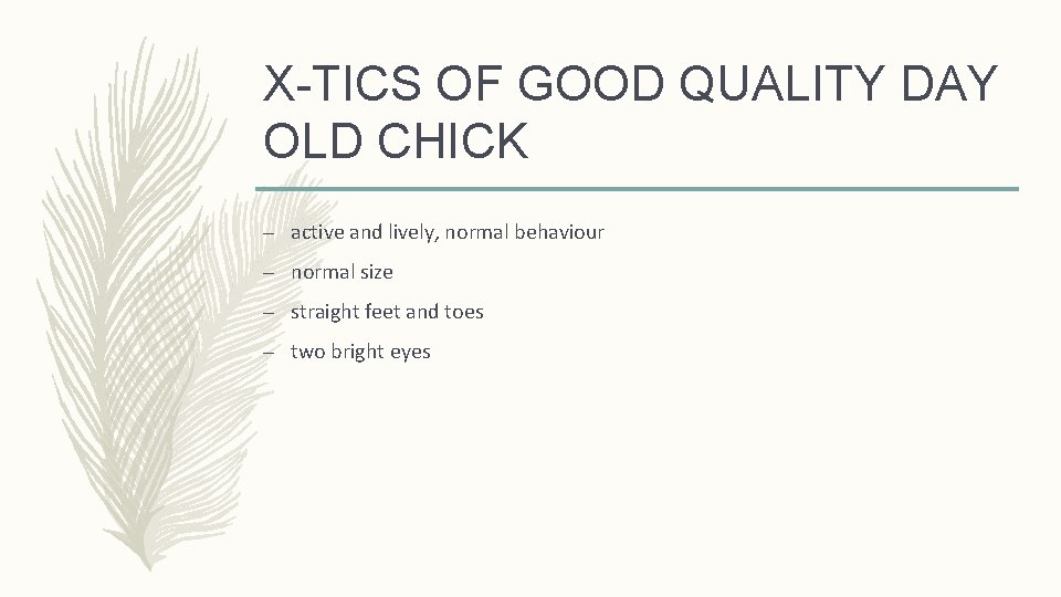 X-TICS OF GOOD QUALITY DAY OLD CHICK – active and lively, normal behaviour –