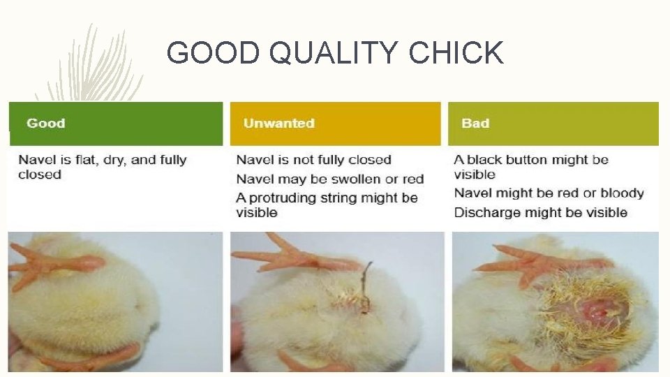 GOOD QUALITY CHICK 