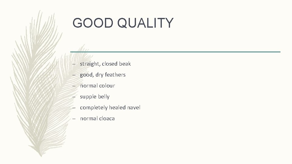 GOOD QUALITY – straight, closed beak – good, dry feathers – normal colour –