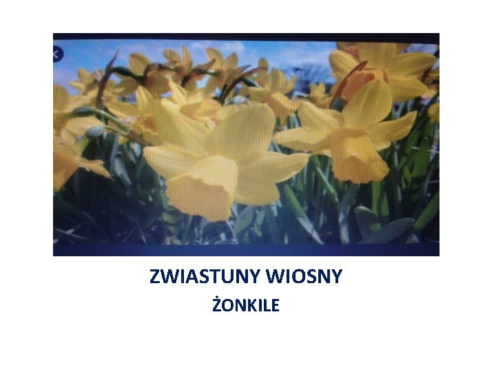 ZWIASTUNY WIOSNY ŻONKILE 