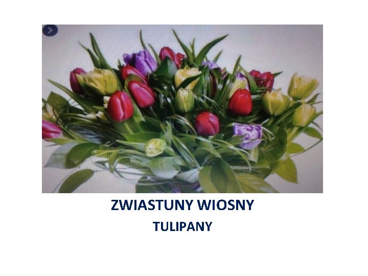 ZWIASTUNY WIOSNY TULIPANY 