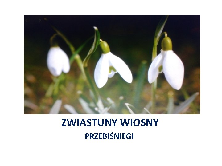 ZWIASTUNY WIOSNY PRZEBIŚNIEGI 