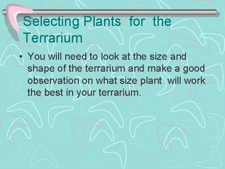 Selecting Plants for the Terrarium • You will need to look at the size