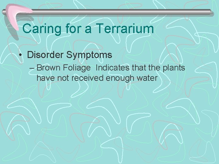 Caring for a Terrarium • Disorder Symptoms – Brown Foliage Indicates that the plants