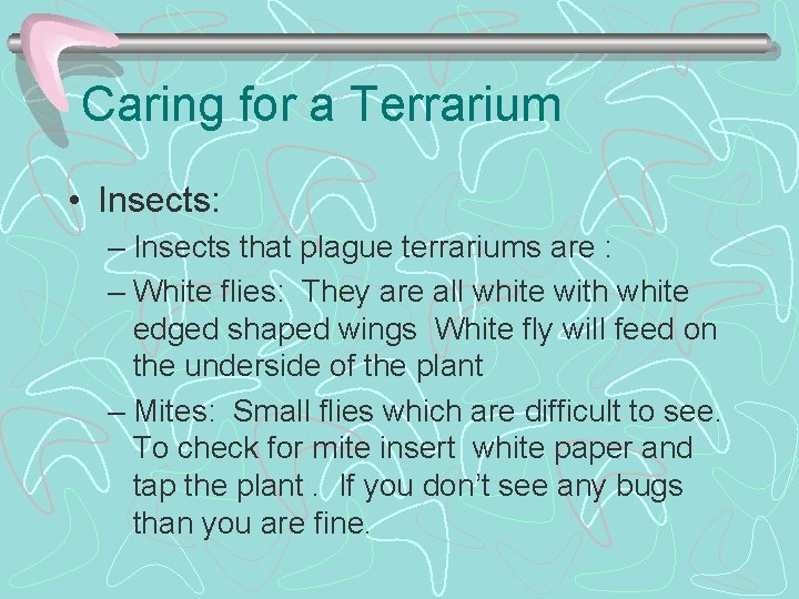 Caring for a Terrarium • Insects: – Insects that plague terrariums are : –