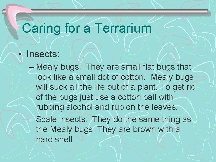 Caring for a Terrarium • Insects: – Mealy bugs: They are small flat bugs