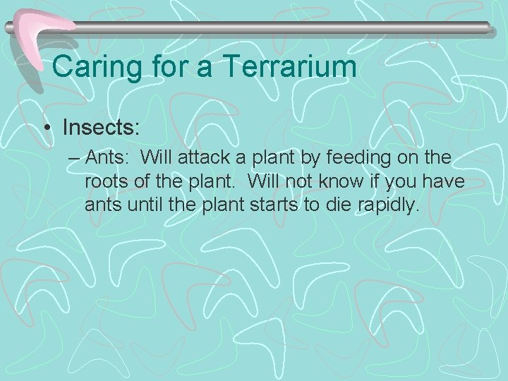 Caring for a Terrarium • Insects: – Ants: Will attack a plant by feeding