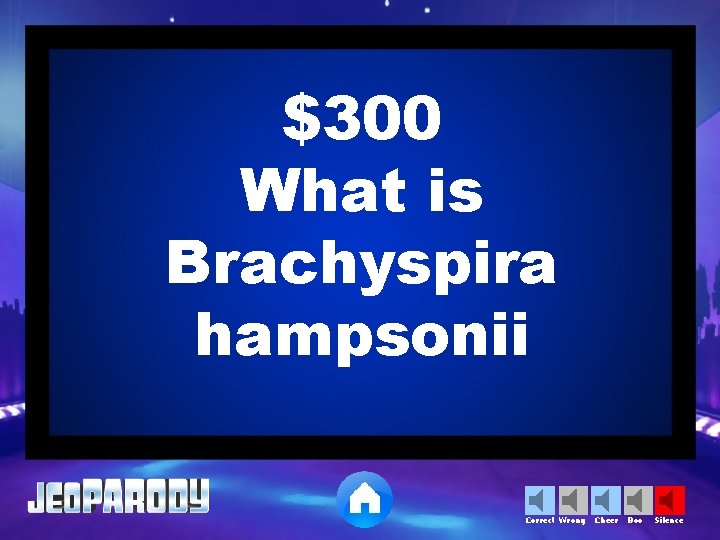 $300 What is Brachyspira hampsonii Correct Wrong Cheer Boo Silence 