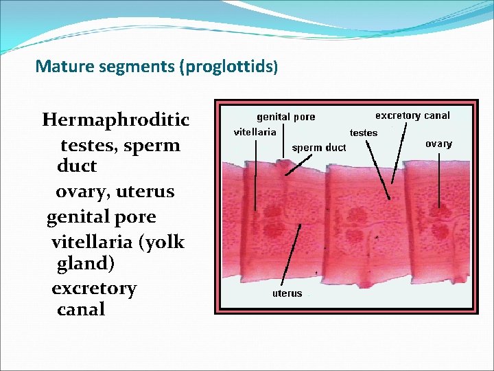 Mature segments (proglottids) Hermaphroditic testes, sperm duct ovary, uterus genital pore vitellaria (yolk gland)