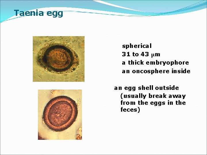 Taenia egg spherical 31 to 43 µm a thick embryophore an oncosphere inside an