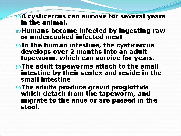  A cysticercus can survive for several years in the animal. Humans become infected