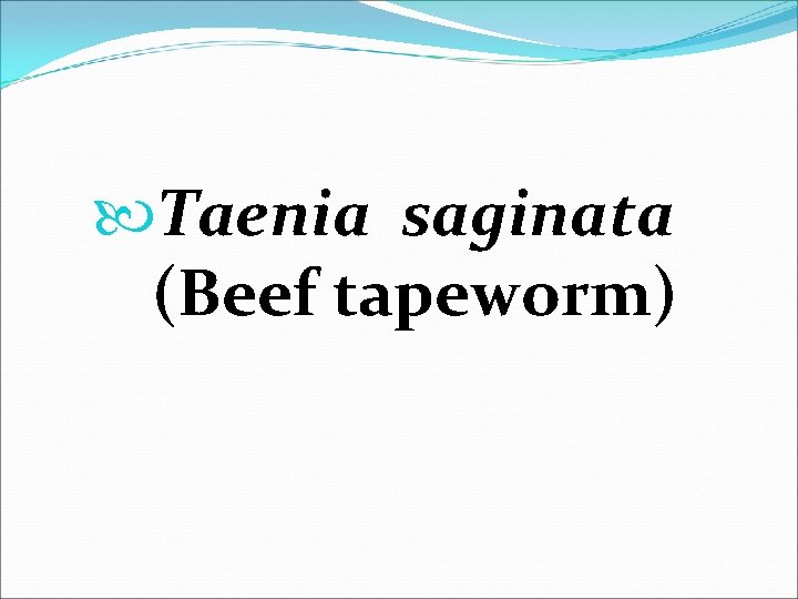  Taenia saginata (Beef tapeworm) 