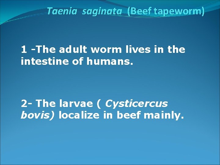Taenia saginata (Beef tapeworm) 1 -The adult worm lives in the intestine of humans.