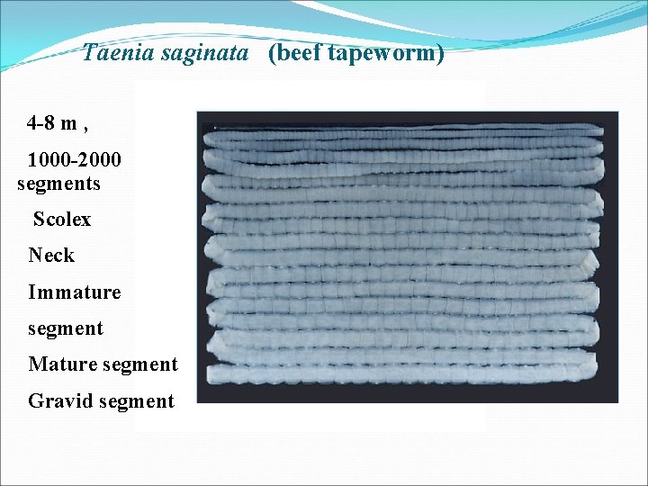 Taenia saginata (beef tapeworm) 4 -8 m , 1000 -2000 segments Scolex Neck Immature