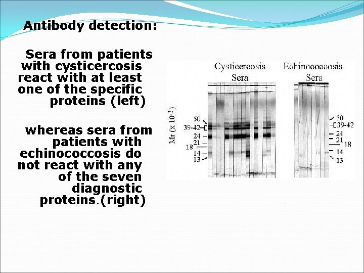Antibody detection: Sera from patients with cysticercosis react with at least one of the