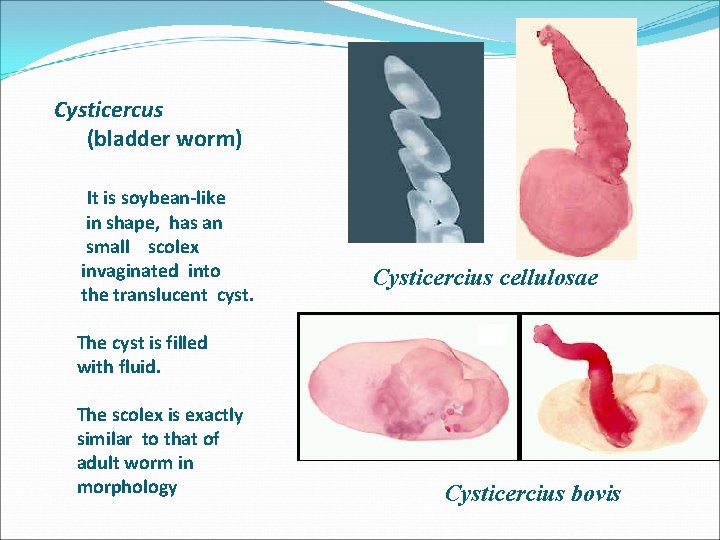 Cysticercus (bladder worm) It is soybean-like in shape, has an small scolex invaginated into