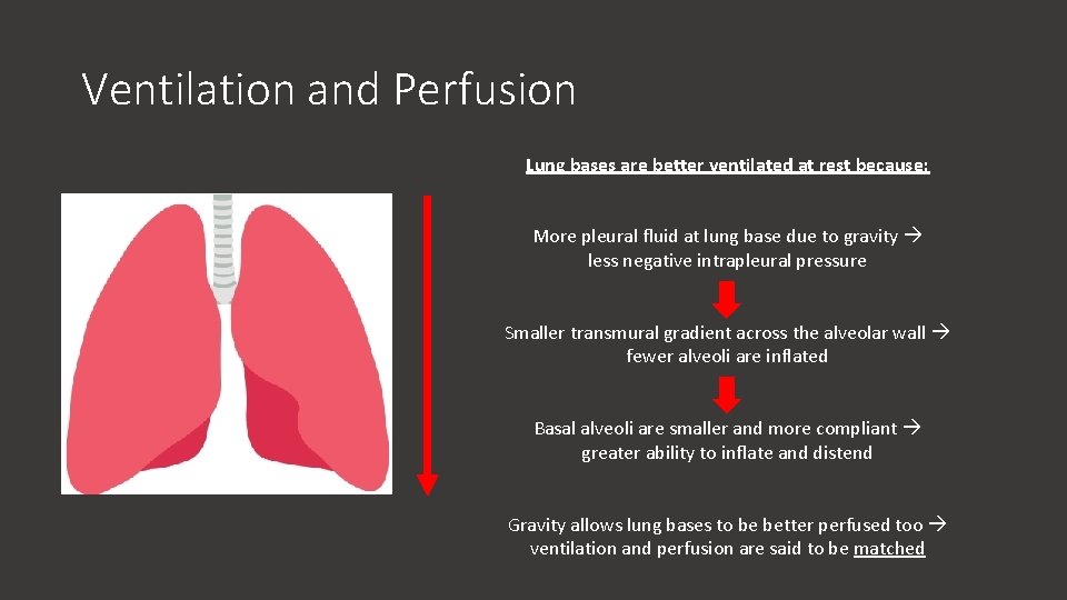 Ventilation and Perfusion Lung bases are better ventilated at rest because: More pleural fluid