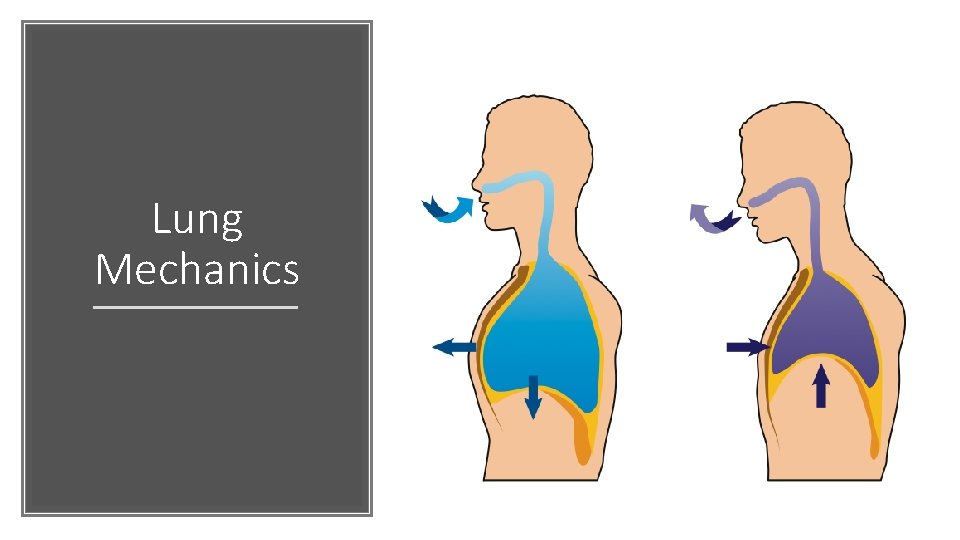 Lung Mechanics 