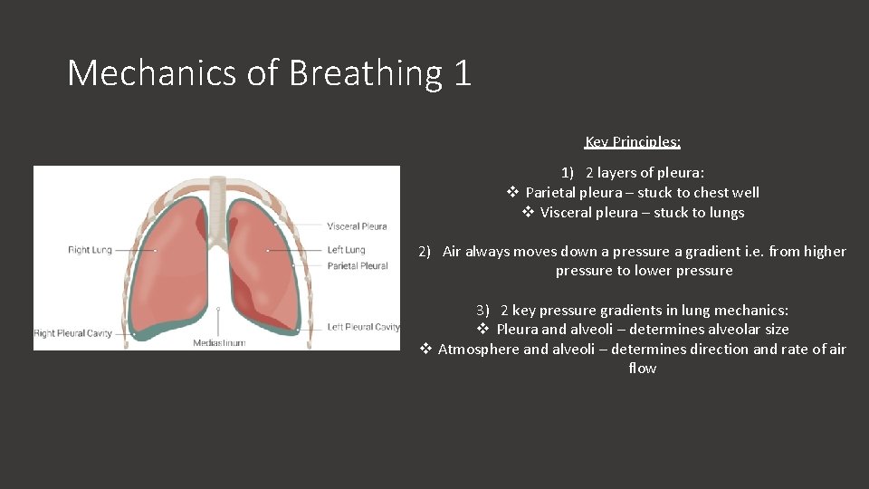 Mechanics of Breathing 1 Key Principles: 1) 2 layers of pleura: v Parietal pleura