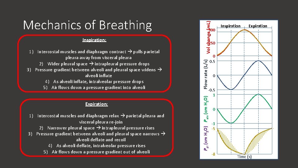 Expiration: 1) Intercostal muscles and diaphragm relax parietal pleura and visceral pleura re-join 2)