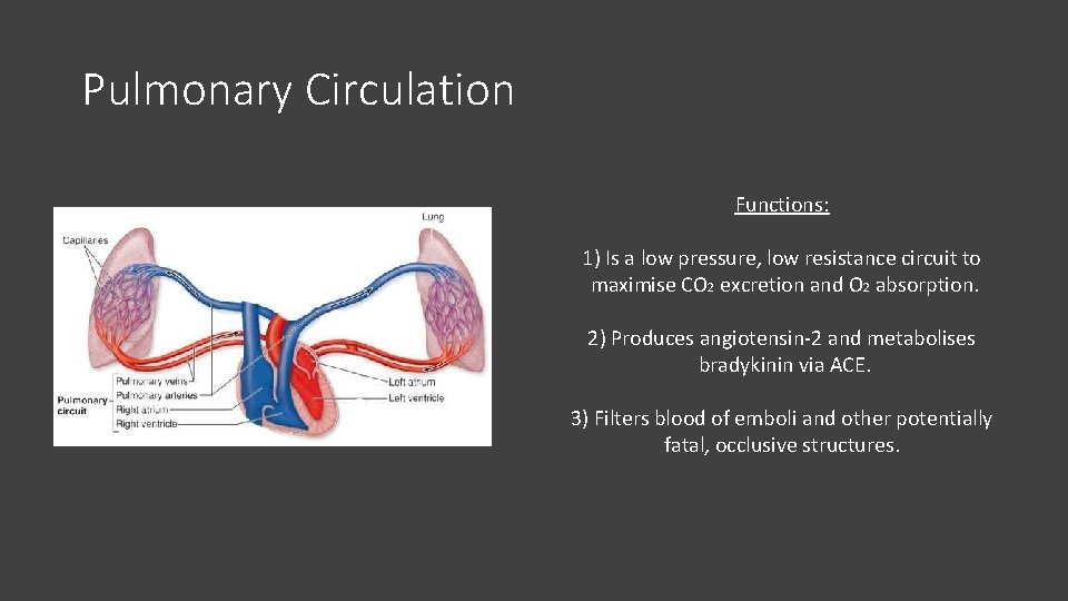 Pulmonary Circulation Functions: 1) Is a low pressure, low resistance circuit to maximise CO