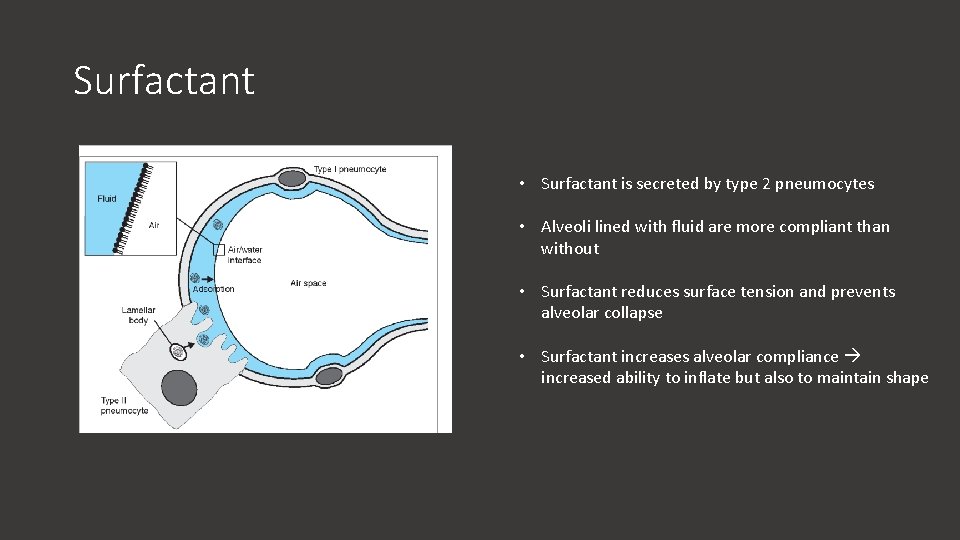 Surfactant • Surfactant is secreted by type 2 pneumocytes • Alveoli lined with fluid