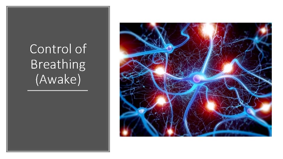Control of Breathing (Awake) 
