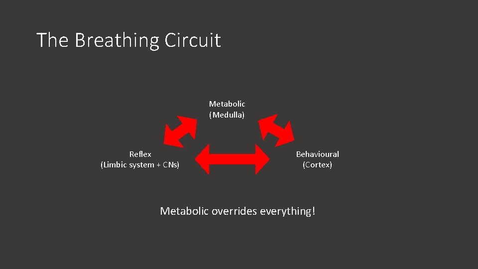 The Breathing Circuit Metabolic (Medulla) Reflex (Limbic system + CNs) Behavioural (Cortex) Metabolic overrides