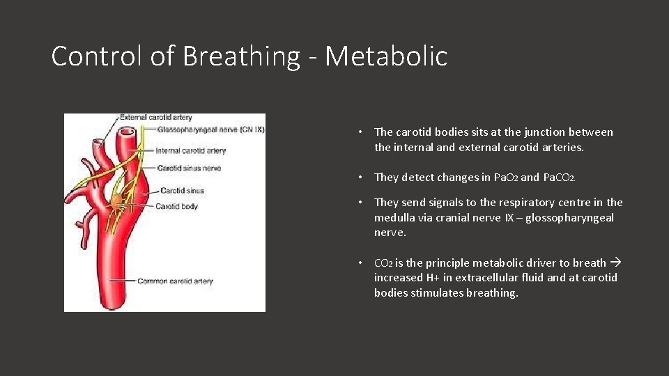Control of Breathing - Metabolic • The carotid bodies sits at the junction between