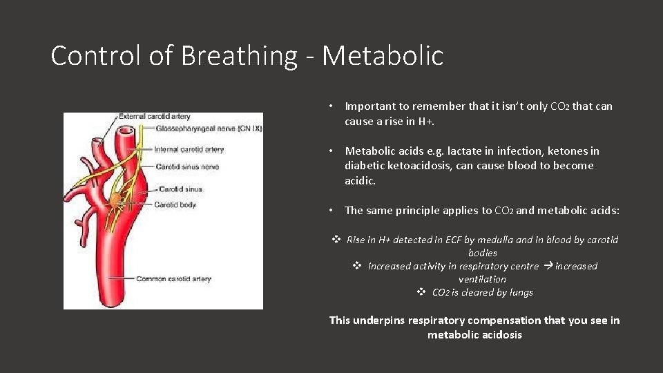 Control of Breathing - Metabolic • Important to remember that it isn’t only CO