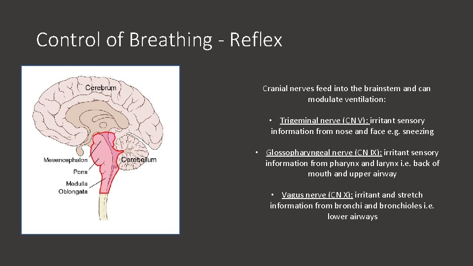 Control of Breathing - Reflex Cranial nerves feed into the brainstem and can modulate