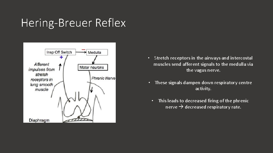 Hering-Breuer Reflex • Stretch receptors in the airways and intercostal muscles send afferent signals