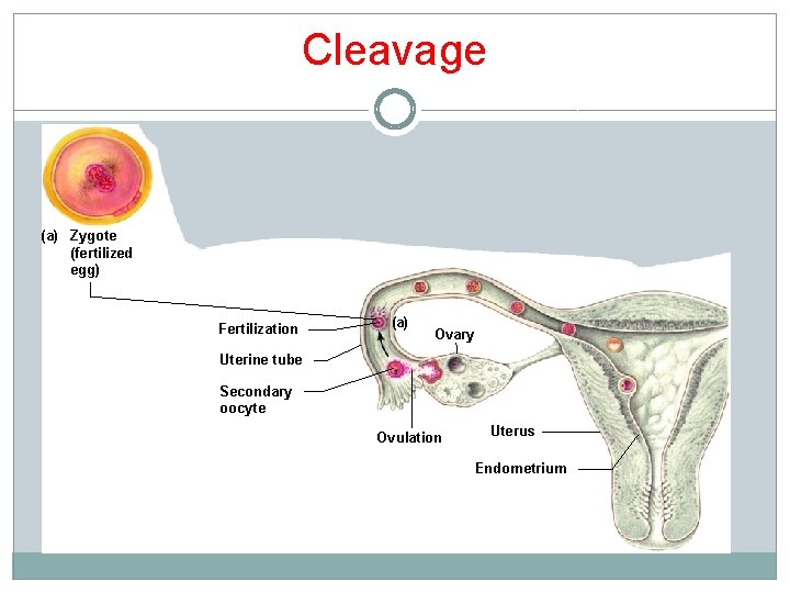 Cleavage (a) Zygote (fertilized egg) Fertilization (a) Ovary Uterine tube Secondary oocyte Ovulation Uterus Cleavage (a) Zygote (fertilized egg) Fertilization (a) Ovary Uterine tube Secondary oocyte Ovulation Uterus