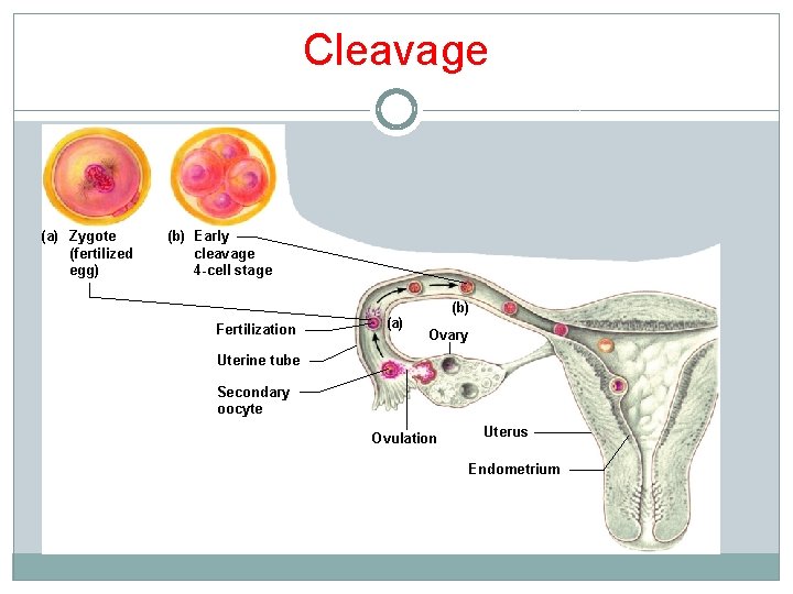 Cleavage (a) Zygote (fertilized egg) (b) Early cleavage 4 -cell stage Fertilization (a) (b) Cleavage (a) Zygote (fertilized egg) (b) Early cleavage 4 -cell stage Fertilization (a) (b)