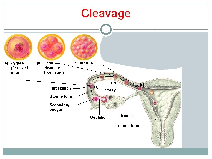 Cleavage (a) Zygote (fertilized egg) (b) Early cleavage 4 -cell stage Fertilization (c) Morula Cleavage (a) Zygote (fertilized egg) (b) Early cleavage 4 -cell stage Fertilization (c) Morula
