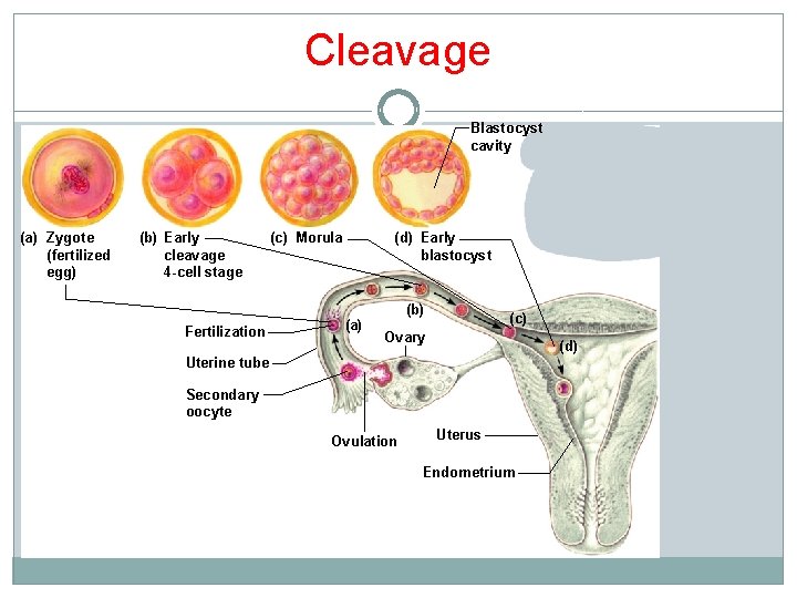 Cleavage Blastocyst cavity (a) Zygote (fertilized egg) (b) Early cleavage 4 -cell stage Fertilization Cleavage Blastocyst cavity (a) Zygote (fertilized egg) (b) Early cleavage 4 -cell stage Fertilization