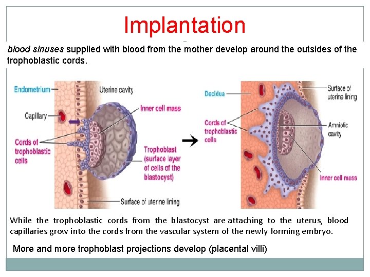 Implantation blood sinuses supplied with blood from the mother develop around the outsides of Implantation blood sinuses supplied with blood from the mother develop around the outsides of