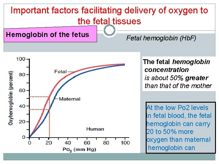Important factors facilitating delivery of oxygen to the fetal tissues Hemoglobin of the fetus Important factors facilitating delivery of oxygen to the fetal tissues Hemoglobin of the fetus