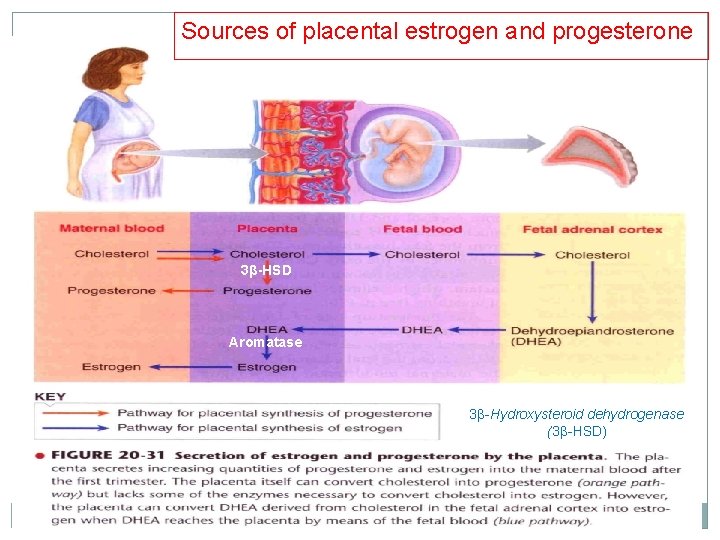 Sources of placental estrogen and progesterone 3β-HSD Aromatase 3β-Hydroxysteroid dehydrogenase (3β-HSD) Sources of placental estrogen and progesterone 3β-HSD Aromatase 3β-Hydroxysteroid dehydrogenase (3β-HSD)