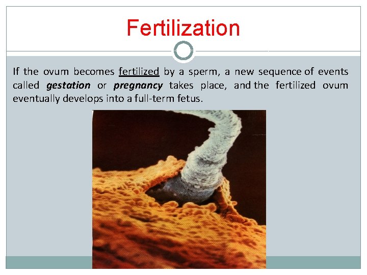 Fertilization If the ovum becomes fertilized by a sperm, a new sequence of events Fertilization If the ovum becomes fertilized by a sperm, a new sequence of events