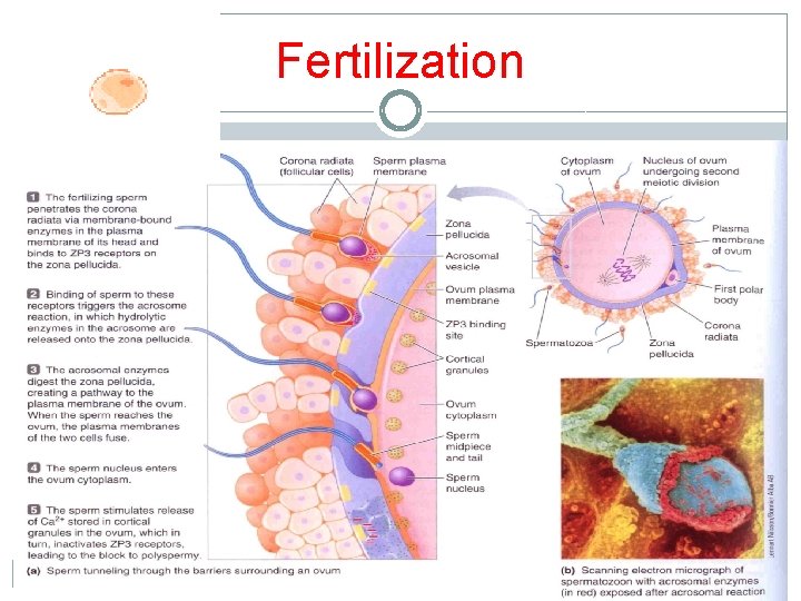 Fertilization Fertilization