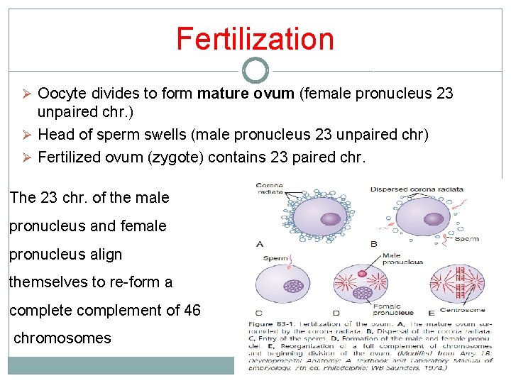Fertilization Ø Oocyte divides to form mature ovum (female pronucleus 23 unpaired chr. ) Fertilization Ø Oocyte divides to form mature ovum (female pronucleus 23 unpaired chr. )