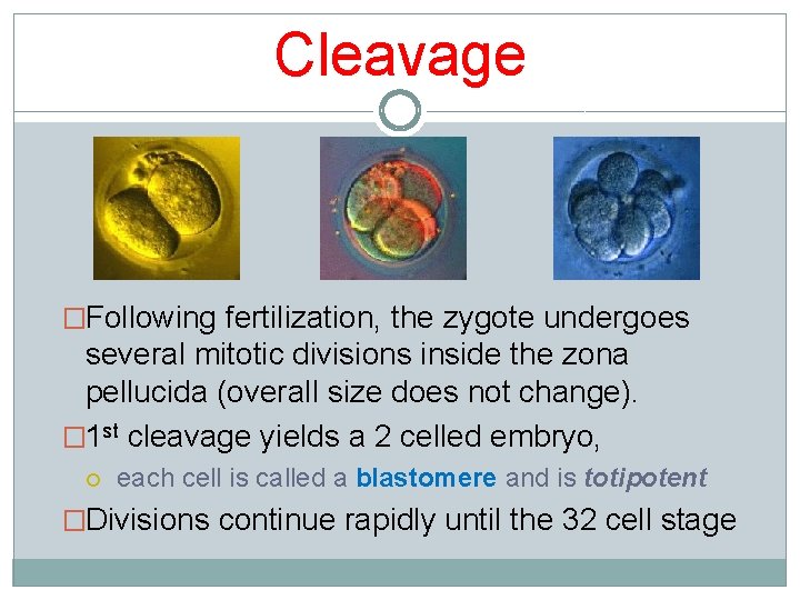Cleavage �Following fertilization, the zygote undergoes several mitotic divisions inside the zona pellucida (overall Cleavage �Following fertilization, the zygote undergoes several mitotic divisions inside the zona pellucida (overall