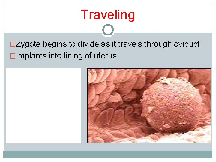 Traveling �Zygote begins to divide as it travels through oviduct �Implants into lining of Traveling �Zygote begins to divide as it travels through oviduct �Implants into lining of