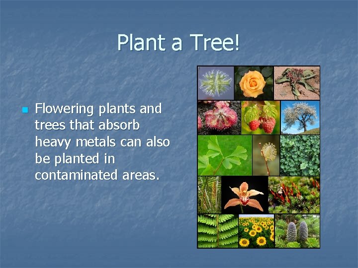 Plant a Tree! n Flowering plants and trees that absorb heavy metals can also Plant a Tree! n Flowering plants and trees that absorb heavy metals can also