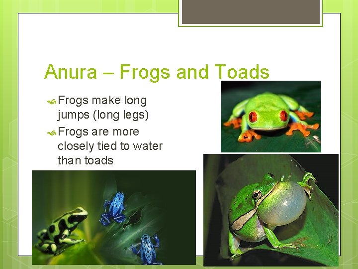 Class Amphibia What is an Amphibian Vertebrate Lives