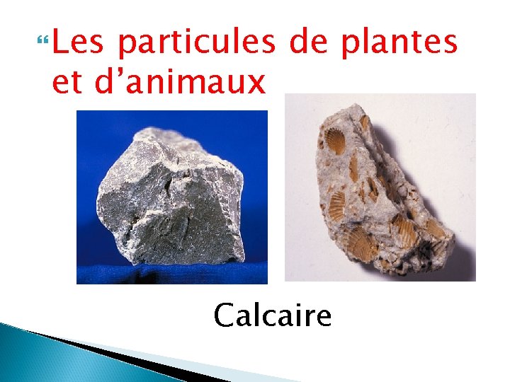  Les particules de plantes et d’animaux Calcaire 