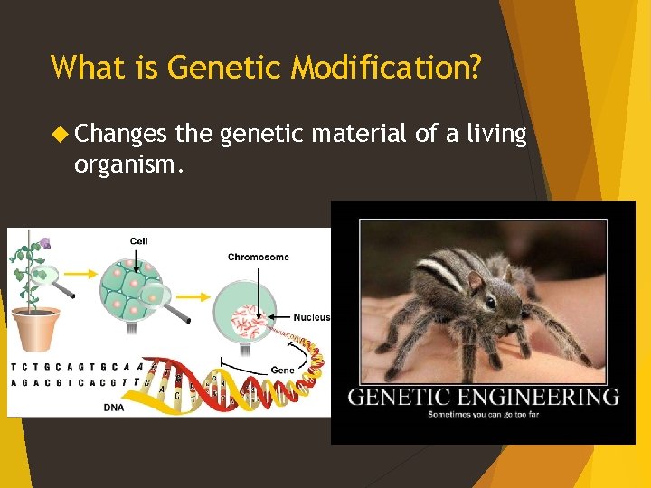 What is Biotechnology The manipulation of living things
